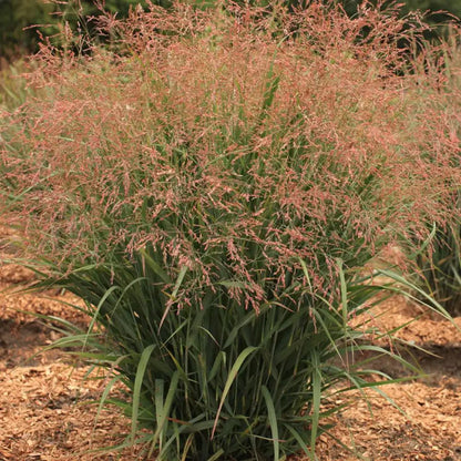Dream Catcher® Smoky Rose® Switchgrass (Panicum virgatum ‘Dream Catcher Smoky Rose’) - 3 gallon