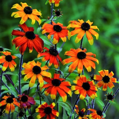 Rudbeckia Prairie Glow (Rudbeckia T. Prairie Glow) - 1 gallon