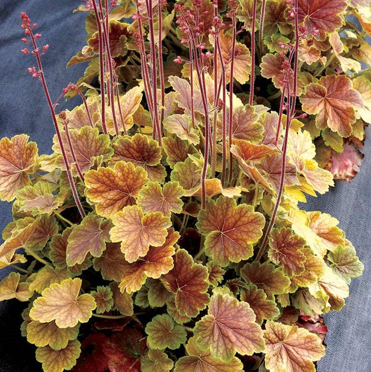 Shade Perennials