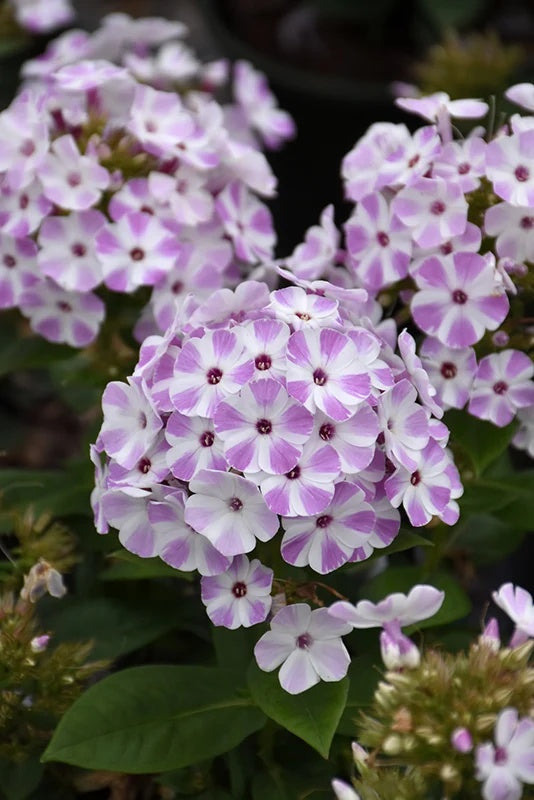Flame® Lilac Star Dwarf Garden Phlox (Phlox  paniculata &