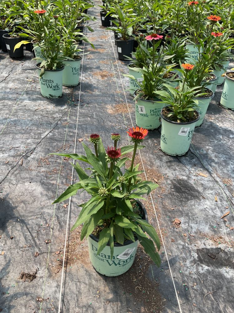 Sunseekers® Orange Coneflower (Echinacea SunSeekers Orange (&
