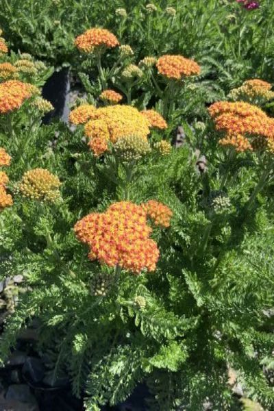 SkySail™  Yellow Yarrow (Achillea millefolium Skysail Yellow &