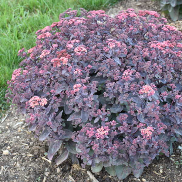 ‘Wineberry Delight’ Stonecrop (Sedum &