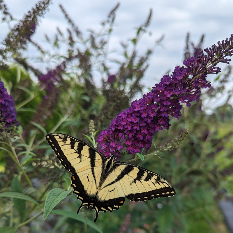 Darkest Night® Butterfly bush ( Buddleia x &