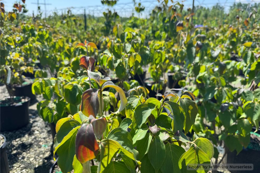 Smokeshow™ Kousa Dogwood (Cornus kousa &