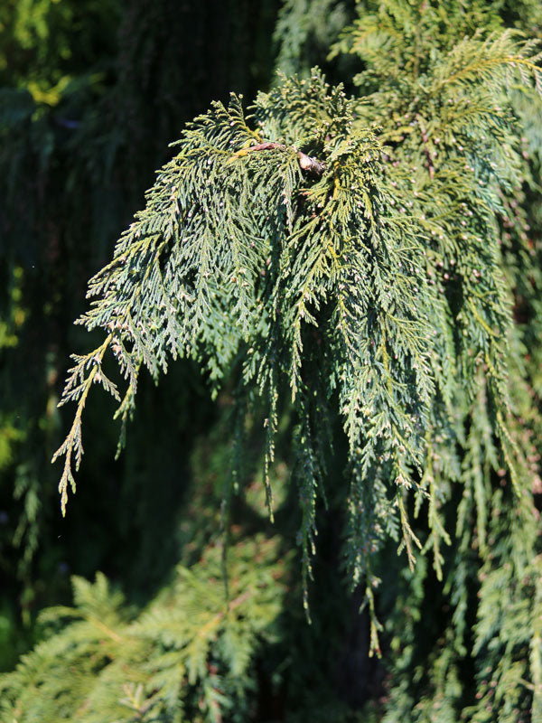 Green Arrow Alaskan Cedar (Chamaecyparis nootkatensis ‘Green Arrow’) - 1 gallon