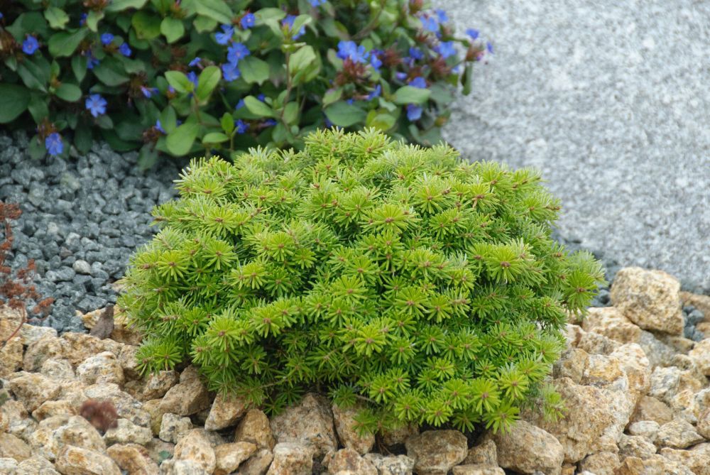 ‘Cis’ Korean Fir (Abies koreana ‘Cis’) - QT