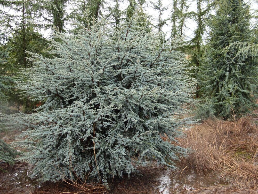 Horstmann Atlas Cedar (Cedrus atlantica ‘Horstmann’) - 1 gallon