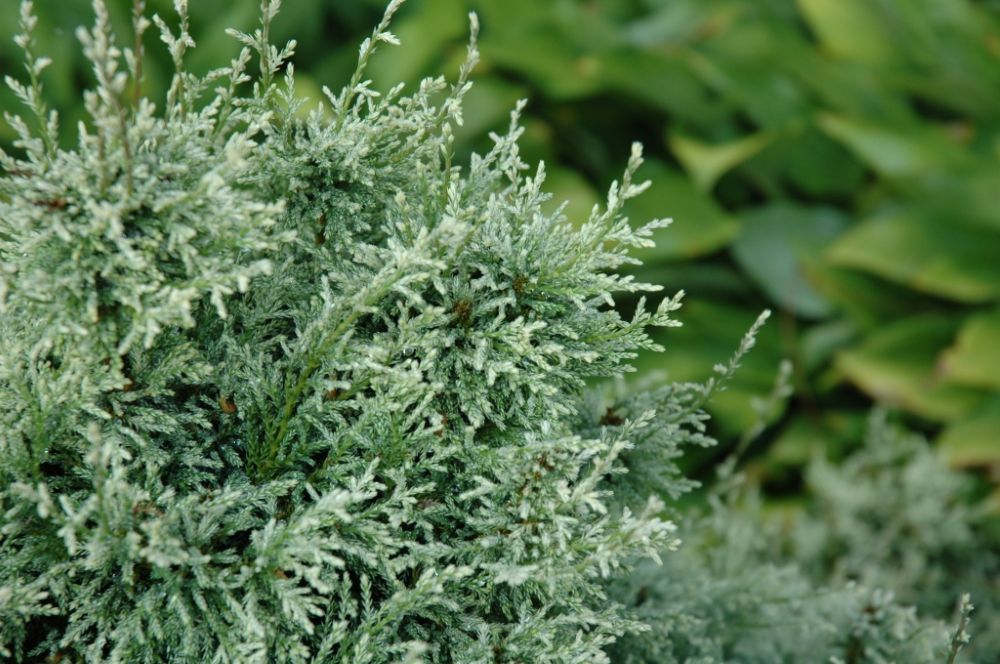 ‘Snow’ Sawara Cypress (Chamaecyparis pisifera ‘Snow’) - QT