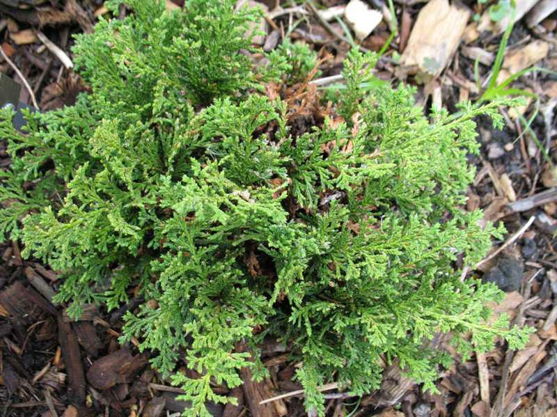 Red Star Atlantic White Cedar (Chamaecyparis thyoides &