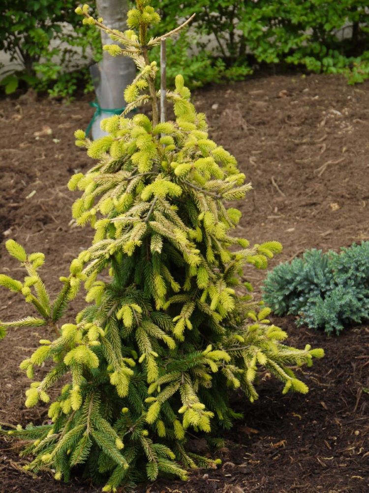 Gold Drift Weeping Norway Spruce (Picea abies &