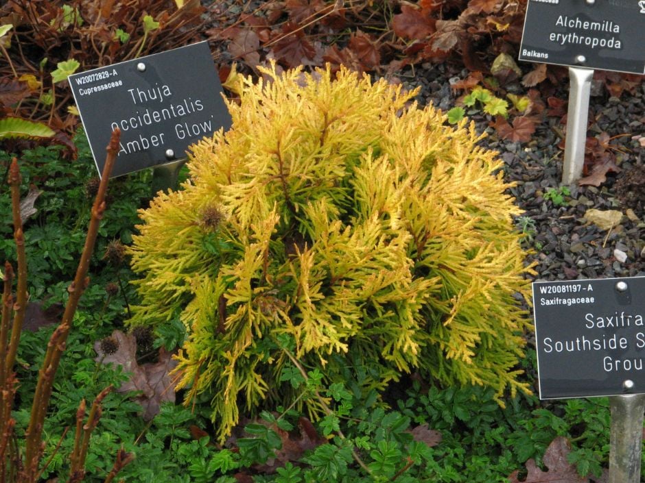 Amber Glow Miniature Eastern Arborvitae (Thuja occidentalis &