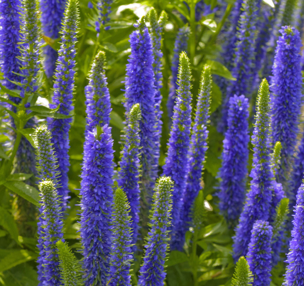 Royal Candles® Speedwell (Veronica spicata &