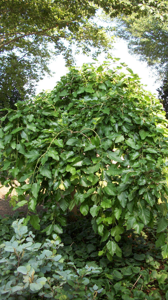 Chaparral Weeping Mulberry (Morus alba &