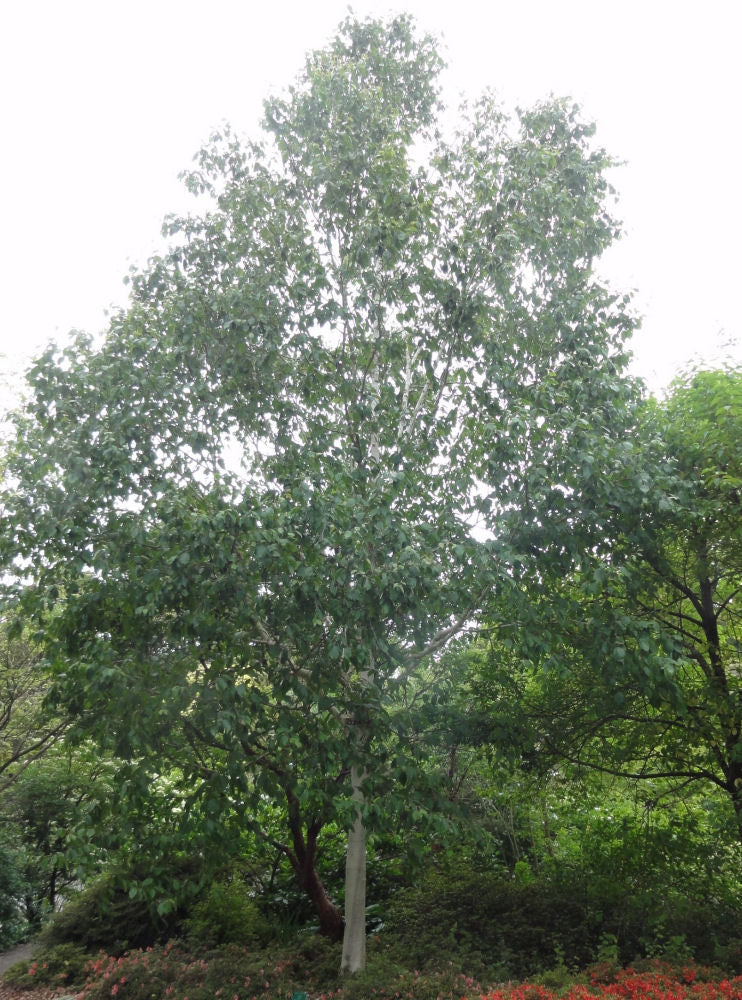 Whitebarked Himalayan Birch (Betula utilis var. jacquemontii) - 2 gallon SS