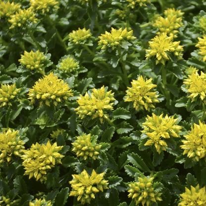 Little Miss Sunshine Stonecrop (Sedum little &