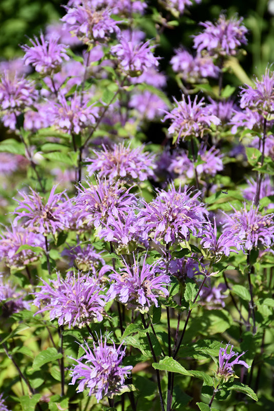 Blue Stocking Bee Balm (Monarda D &