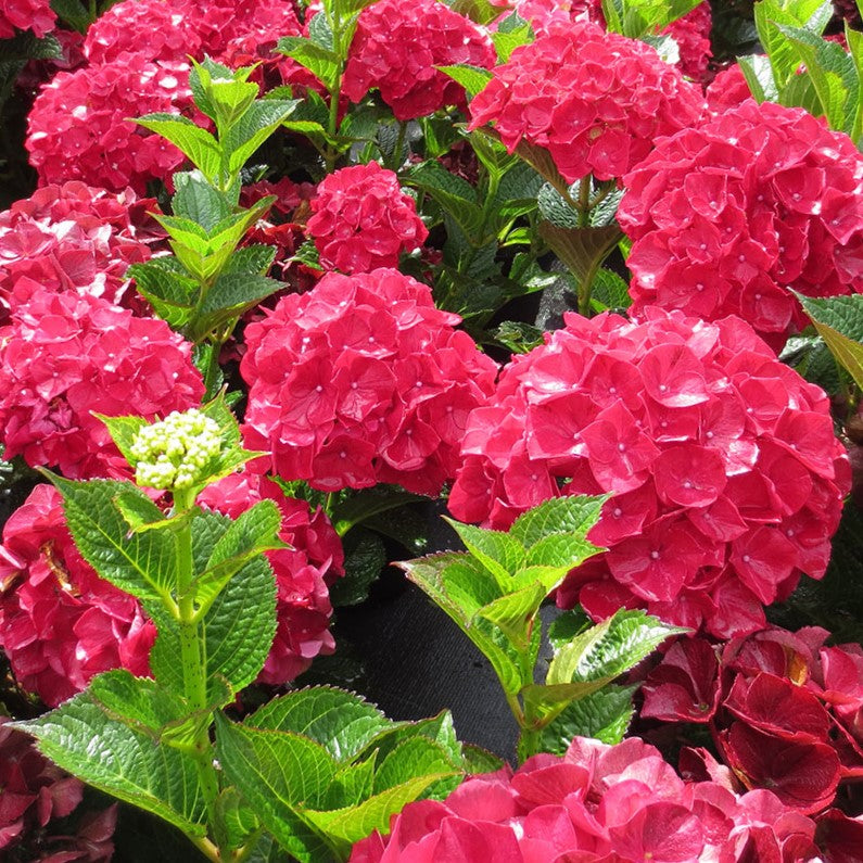 Magical® Ruby Red Hydrangea (Hydrangea macrophylla ‘Ruby Red’ (Kolmaru)&