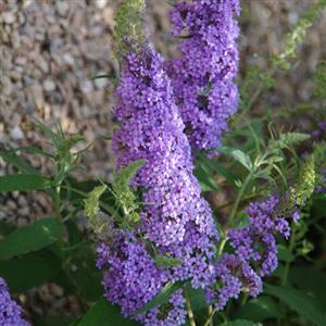 Buzz® Sky Blue Butterfly Bush (Buddleia &