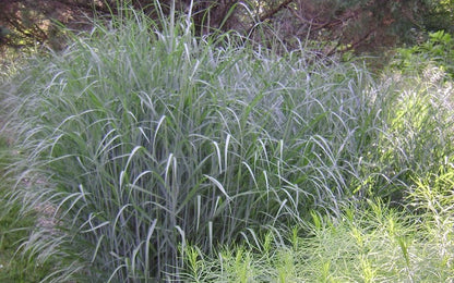 Heavy Metal Switch Grass (Panicum virgatum &