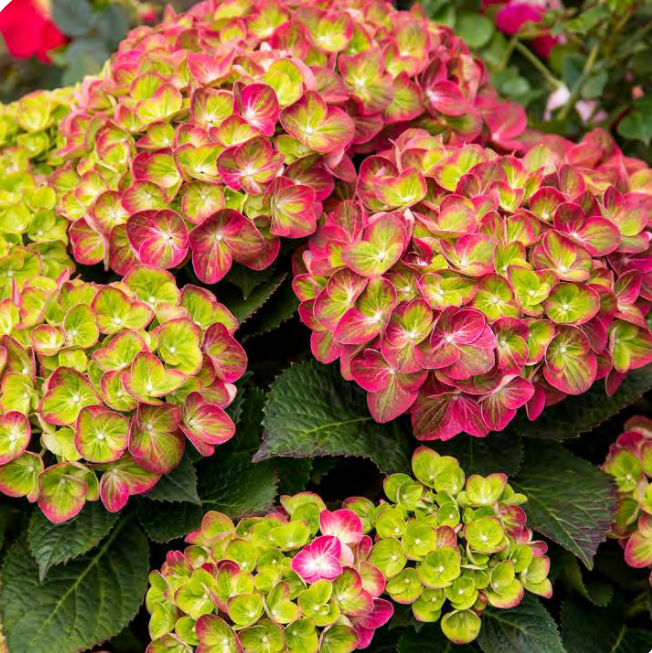 Tilt-A-Swirl® Bigleaf Hydrangea (Hydrangea macrophylla &