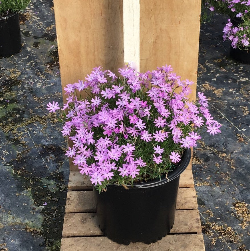 Bedazzled Lavender Hybrid Spring Phlox (Phlox subulata &
