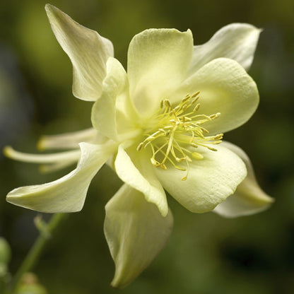 Kirigami™ Yellow Columbine (Aquilegia &