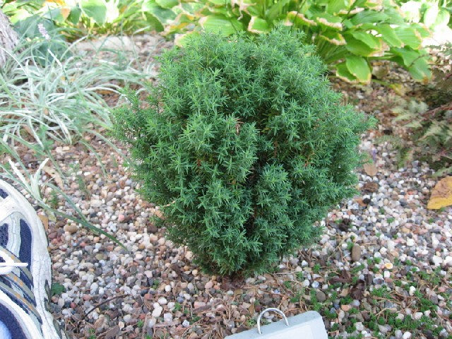 Teddy Bear Arborvitae (Thuja occidentalis &