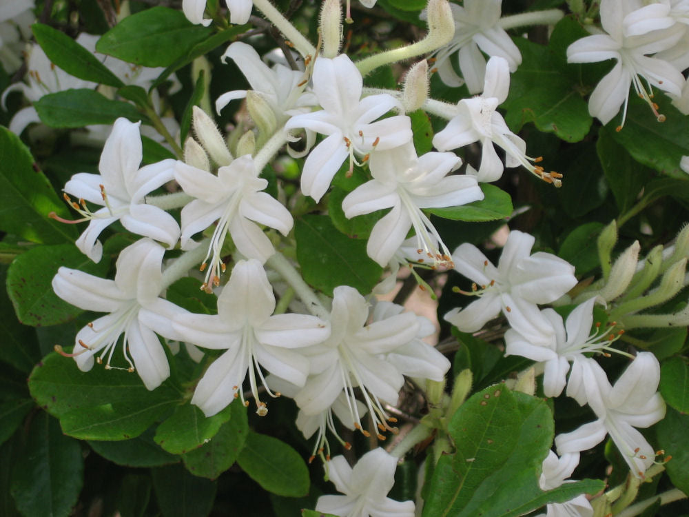 Swamp Azalea (Rhododendron viscosum) - 1 gallon