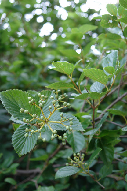 Chicago Lustre™ Viburnum (Viburnum dentatum &