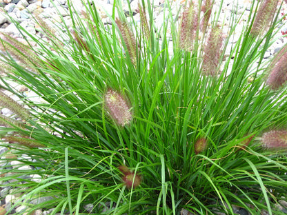 Red Head Fountain Grass (Pennisetum alopecuroides &