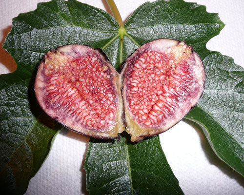 ‘Violet De Bordeaux’ Fig (Ficus carica &