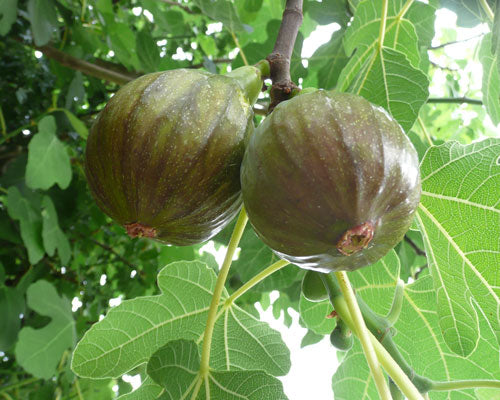Olympian Fig (Ficus carica &