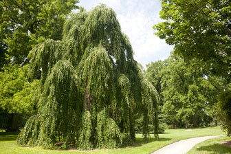 Morioka Weeping Katsuratree (Cercidiphyllum japonicum &