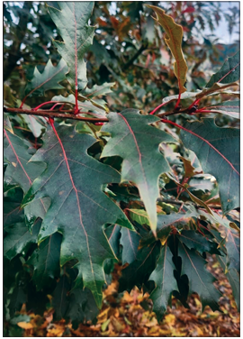 Saturnalia™ American Hybrid Oak (Quercus ‘Saturnalia‘ (HSLMK’ PPAF)) - 1 gallon