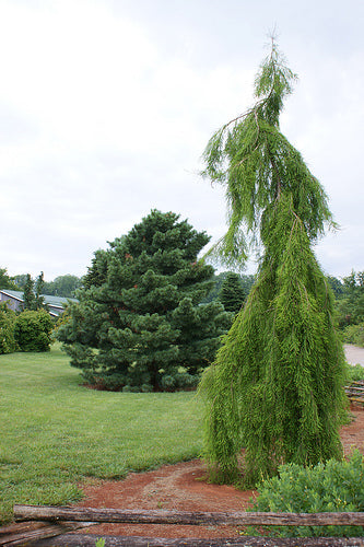 Falling Waters Baldcypress (Taxodium distichum &