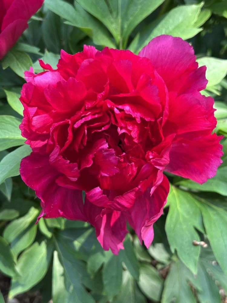 Candy Apple™ Itoh Peony (Paeonia Garden Candy® Candy Apple™  (Smithopus10)) - 1 gallon