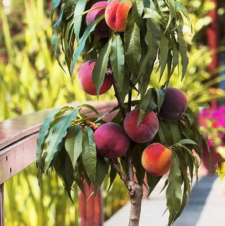 Bonanza Peach (Prunus &
