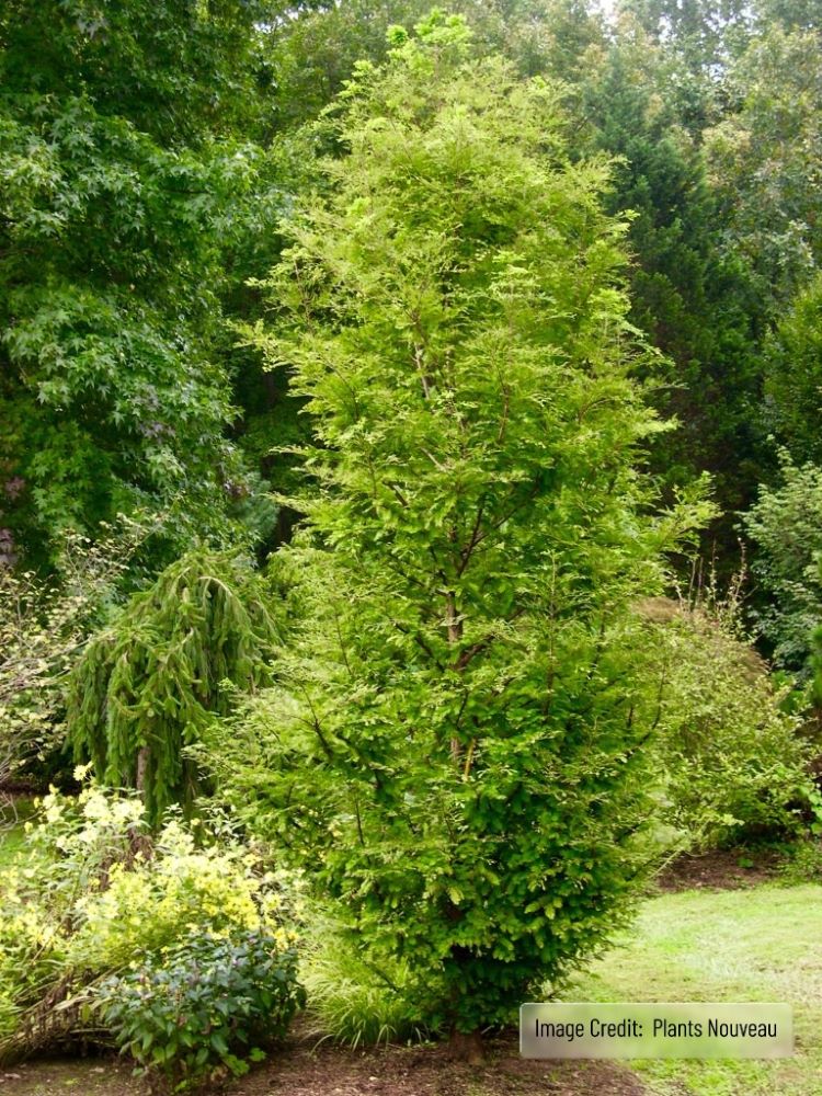 Urban Spire Dawn Redwood (Metasequoia glyptostroboides ‘Urban Spire’) - 1 gallon