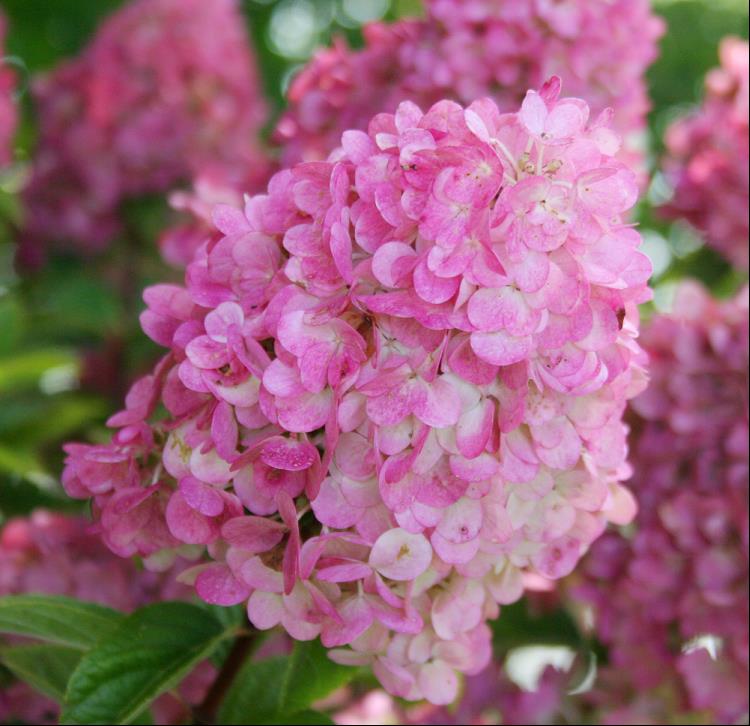 First Editions® Strawberry Sundae® Hydrangea (Hydrangea paniculata ‘Rensun’) - 1 gallon