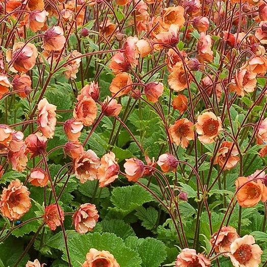 Tempo™ Orange Geum (Geum tempo &