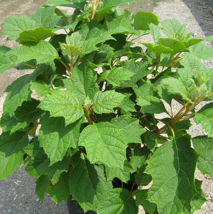 Alice Oak Leaf Hydrangea (Hydrangea quercifolia &
