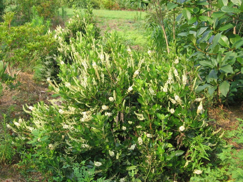 Hummingbird Sweet Pepperbush (Clethra alnifolia &