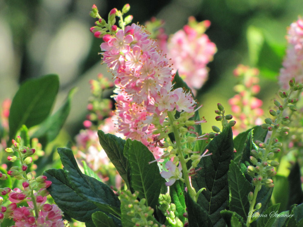 Ruby Spice Summersweet (Clethra alnifolia &