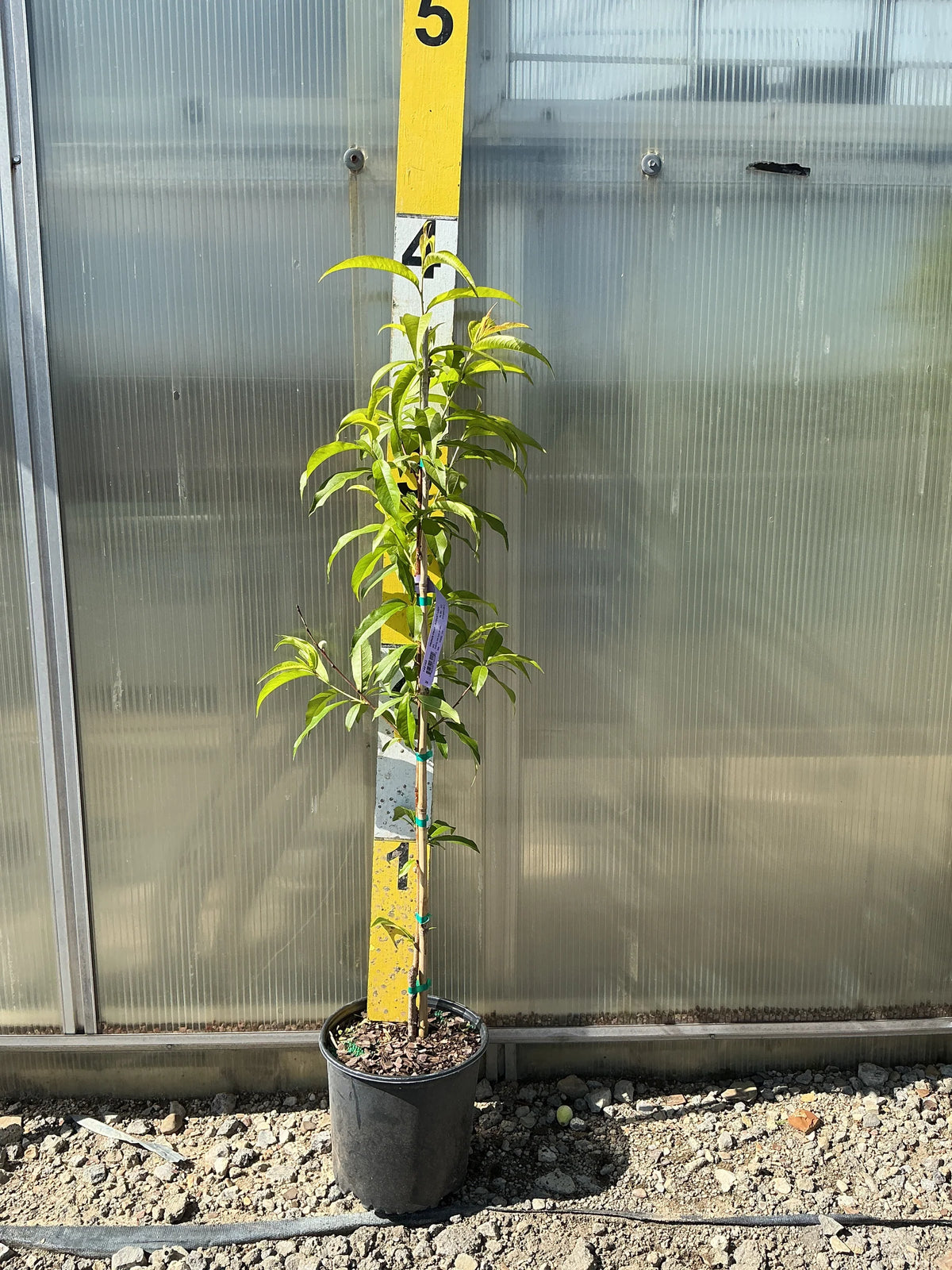 August Lady Peach Tree (PRUNUS FRUIT - AUGUST LADY) - 3 gallon 36" TREE