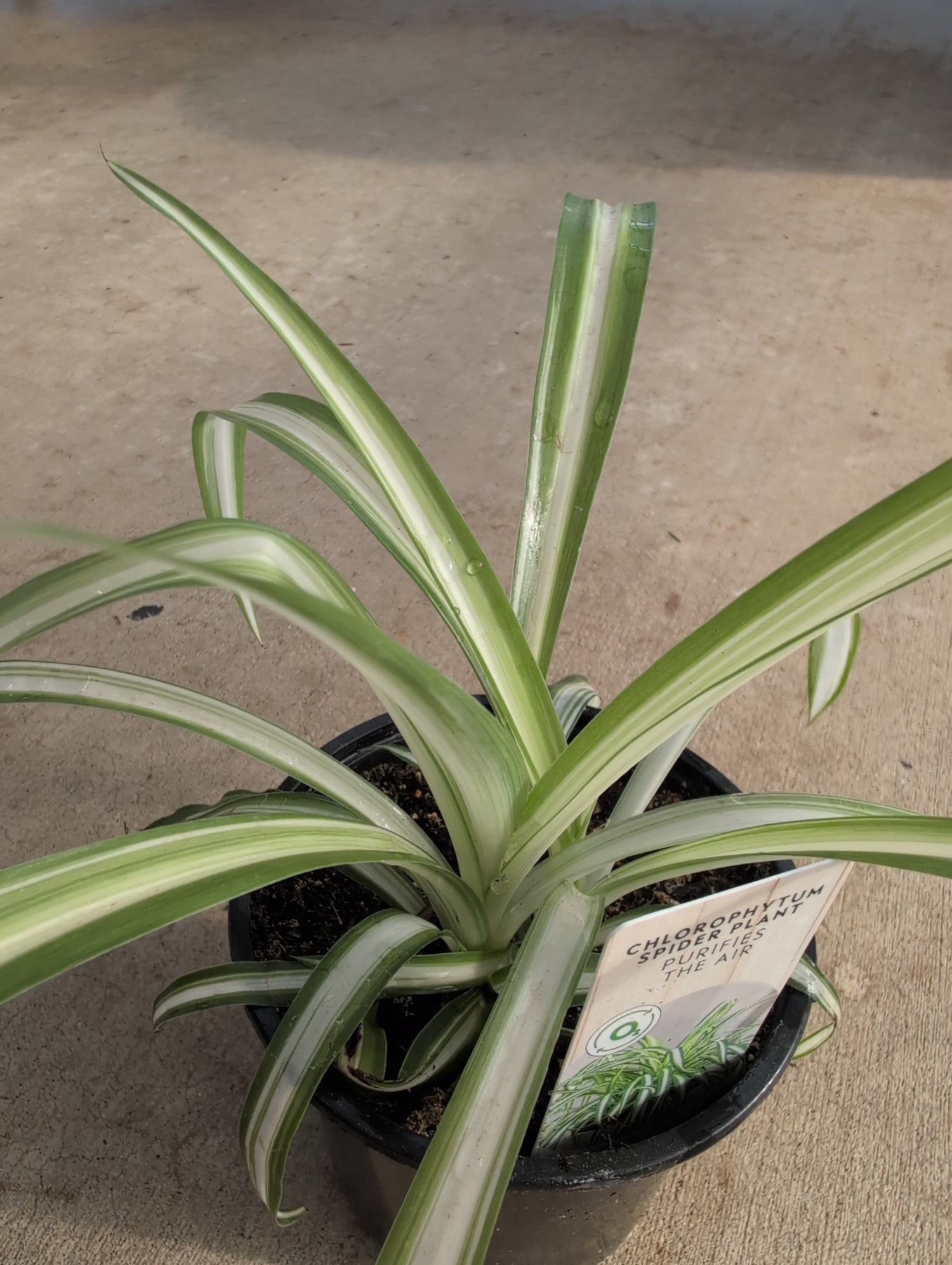Spider Plant, 4" pot