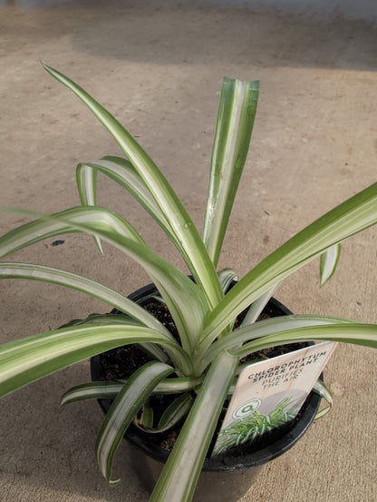 Spider Plant, 4" pot