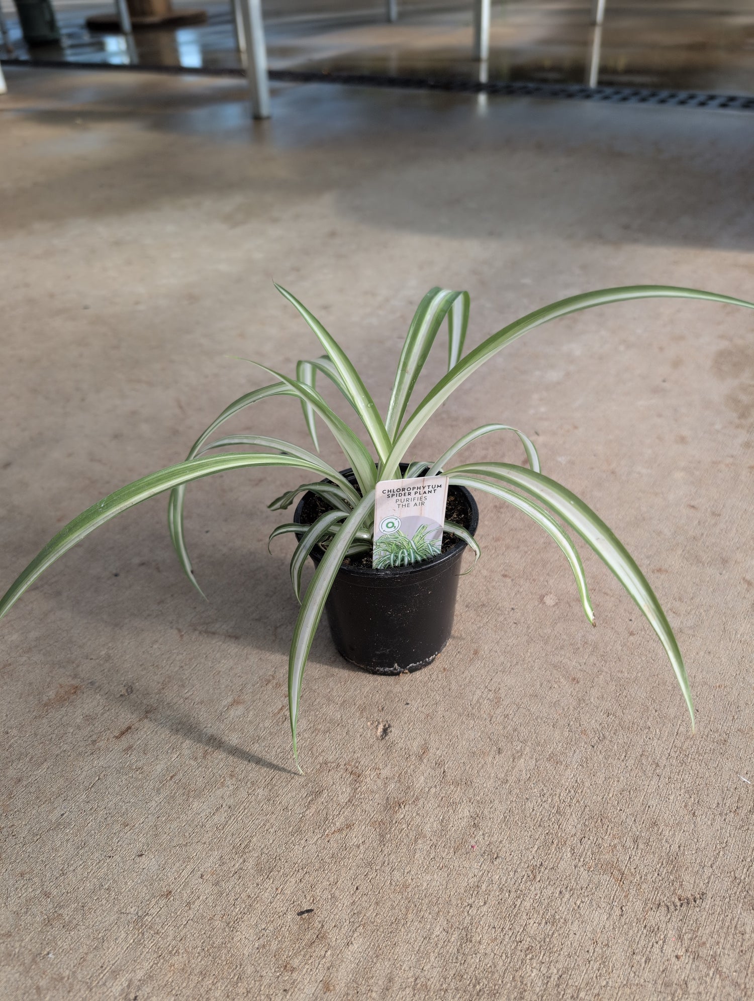 Spider Plant, 4" pot