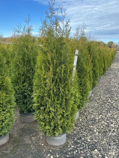 Thuja &