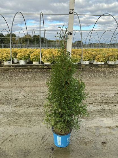 Private Jet™ Arborvitae
 (Thuja occidentalis &